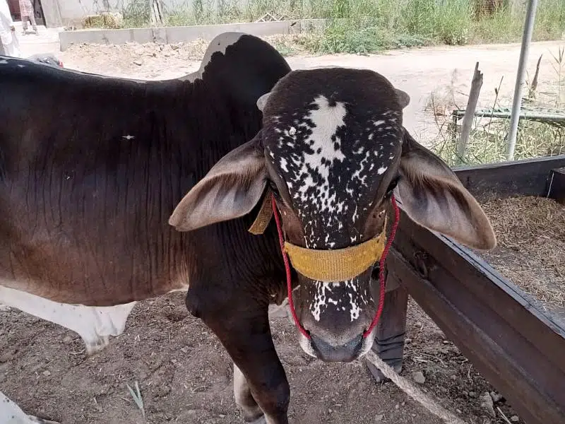brown black bachra/bull (kheera) heavy, ready in bakraeid — photo 2