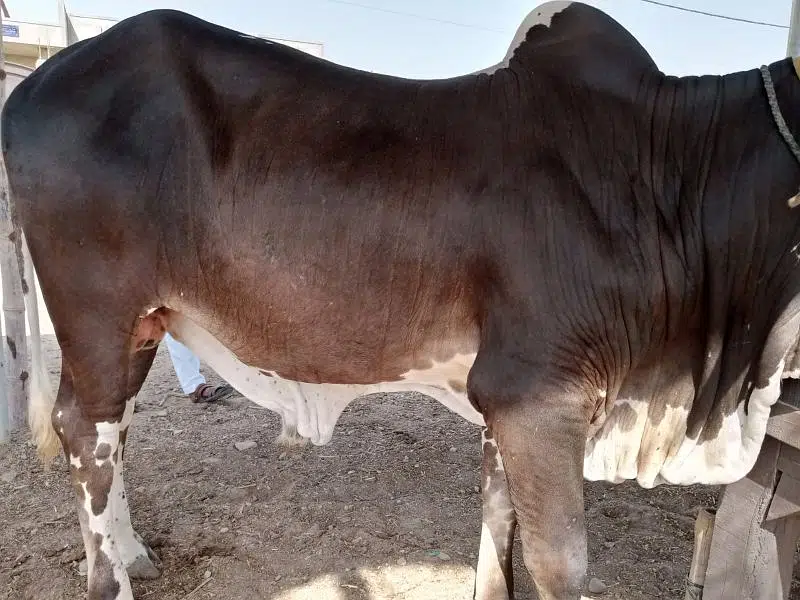 brown black bachra/bull (kheera) heavy, ready in bakraeid — photo 3