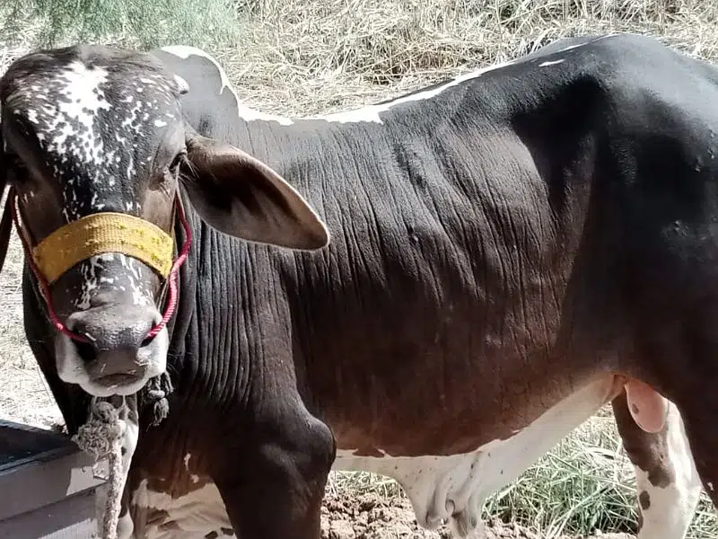 brown black bachra/bull (kheera) heavy, ready in bakraeid — photo 4