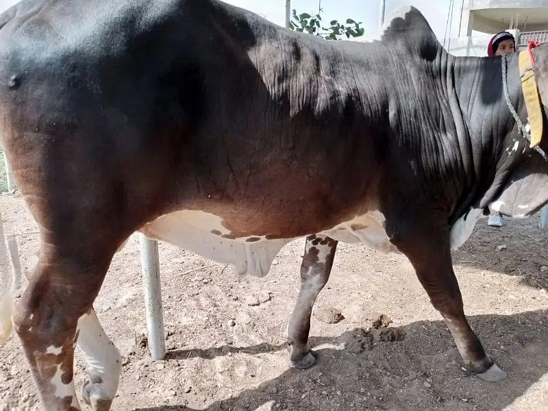 brown black bachra/bull (kheera) heavy, ready in bakraeid — photo 5