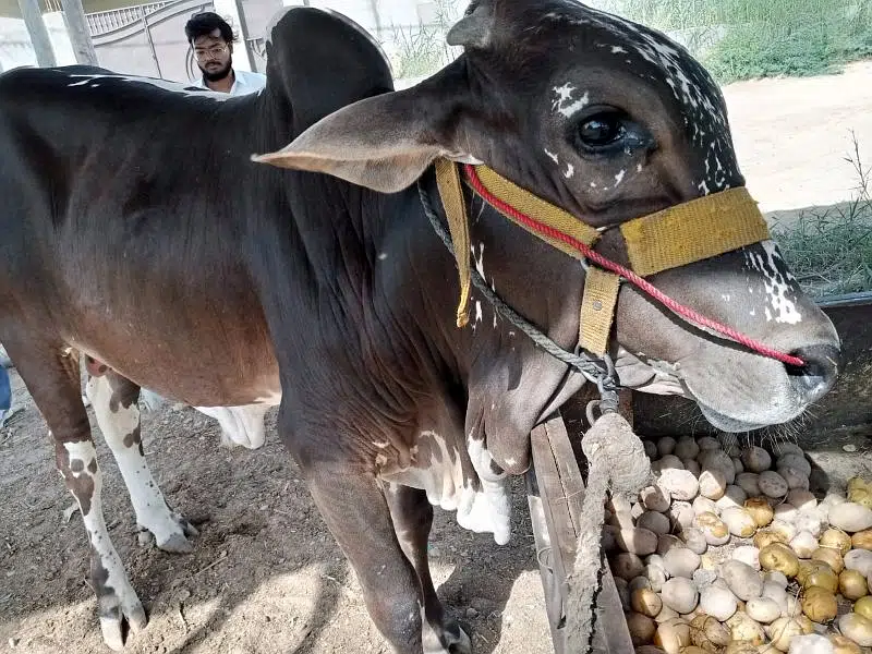 brown black bachra/bull (kheera) heavy, ready in bakraeid — photo 6
