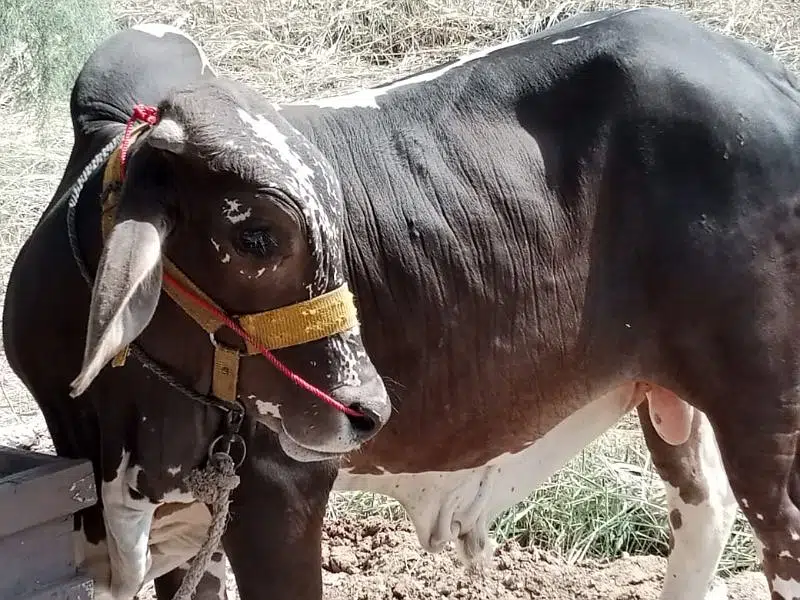 brown black bachra/bull (kheera) heavy, ready in bakraeid — photo 7