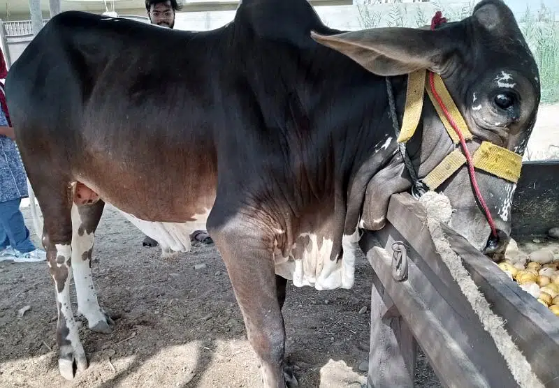 brown black bachra/bull (kheera) heavy, ready in bakraeid — photo 8