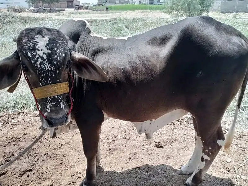 brown black bachra/bull (kheera) heavy, ready in bakraeid — photo 9