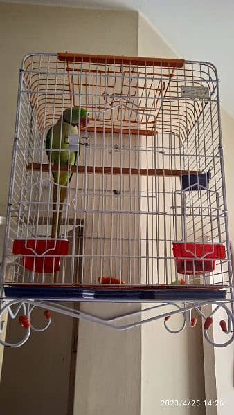 raw jumbo male with heavy iron cage 03213950937
