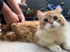 persian female cat