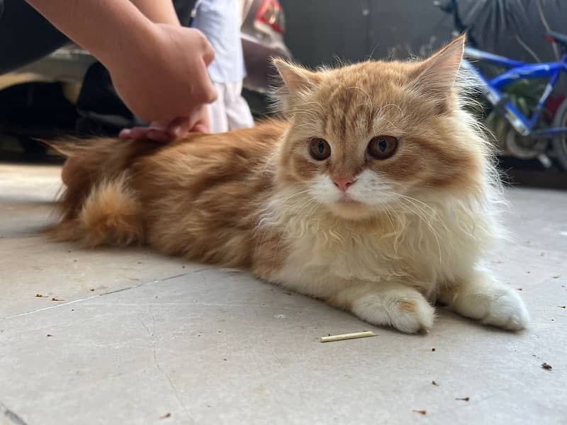 persian female cat 1