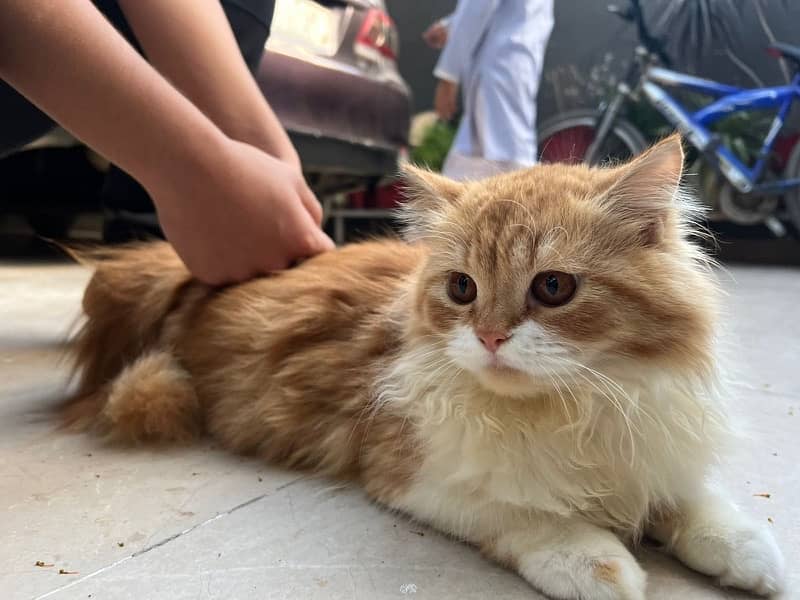 persian female cat 2