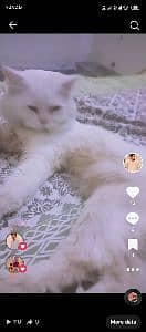 Hammad