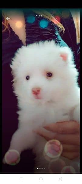 Dogs Pink nose russuan puppy. 0