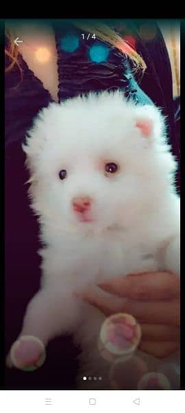 Russian dogs pink nose puppy. 1