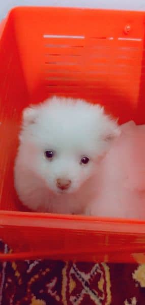 Russian dogs pink nose puppy. 3