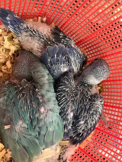 macaw,cokatoo,African grey,ringneck chick's available