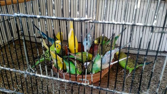 budgies breeder pairs