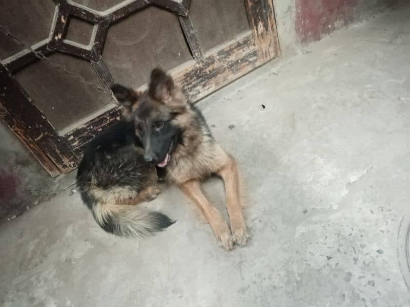 German Shepherd Female 0