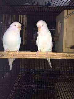 Red eyes budgies