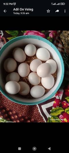 ducks filterize eggs