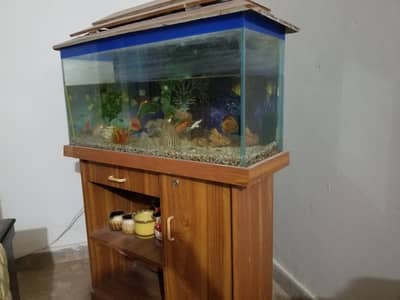 aqvarium for sale in multan