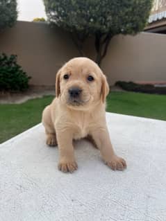 Labrador For Sale In Pakistan
