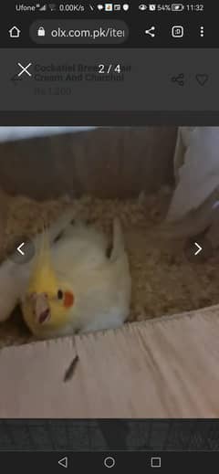 Cockatiel urgent slae