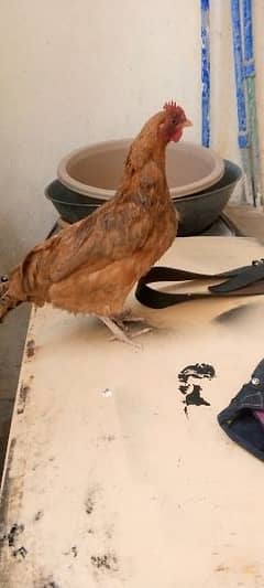 tadi hen