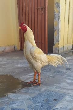 White Aseel Pair