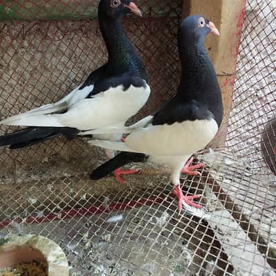 2 pairs Danish magpi & 3 female available