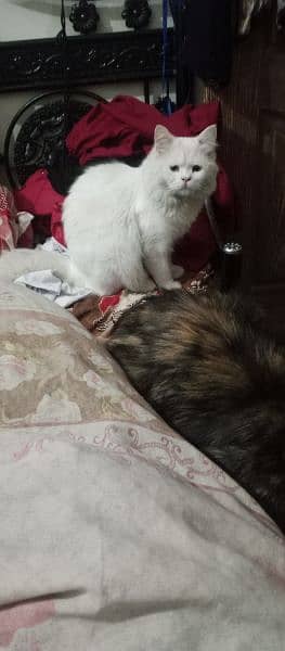 Very  Beautiful Paersion Pair  Male and Female Cats  Age 2 years 4