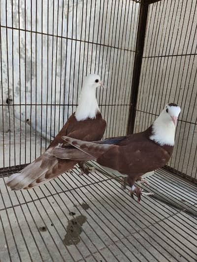 Red karbalai Pigeon pair Kabotar kabutar kabootar kabutr - Other ...