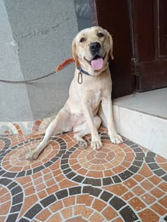 Female Labrador pure pedigree