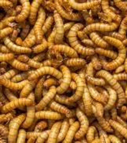 Meal worms 6