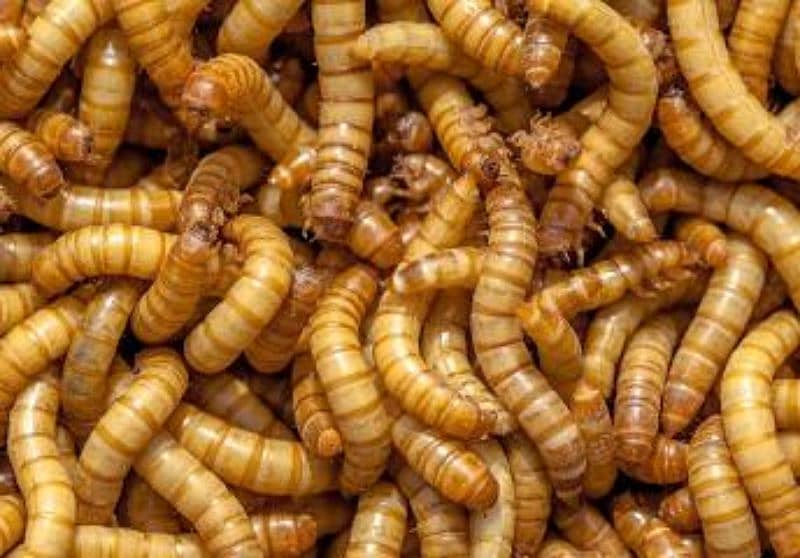 Meal worms 2