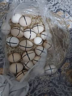 ASEEL MURGHI EGGS ARE AVAILABLE