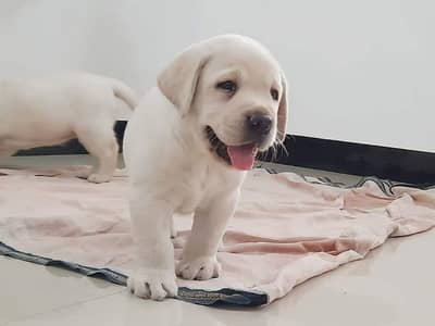 Labrador Puppy - Dogs - 1070524538
