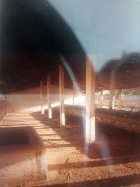 poultry,dairy/cattle and goats farming — photo 3