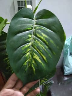 Artifical Money plant