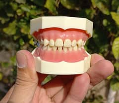 dental model kit