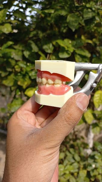 dental model kit 3