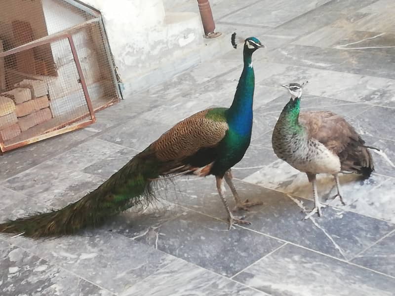 Blue Shoulder Peacock Pair - Other Birds - 1070555402