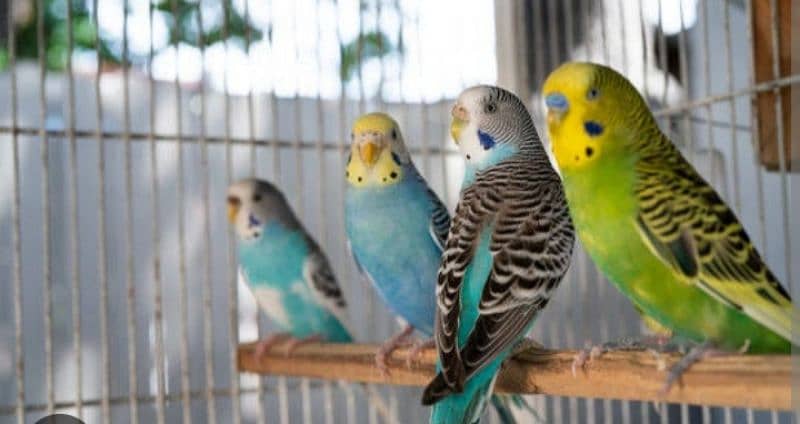 Australian parrots 1