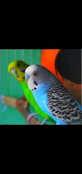 Australian parrots 2