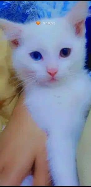 Russian cat for sale 03488990644