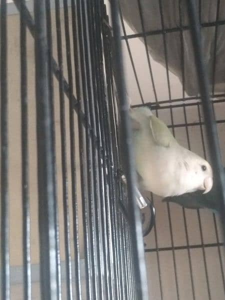 1 love bird female 1 Australian parrot pair and zebra finch  pair 0