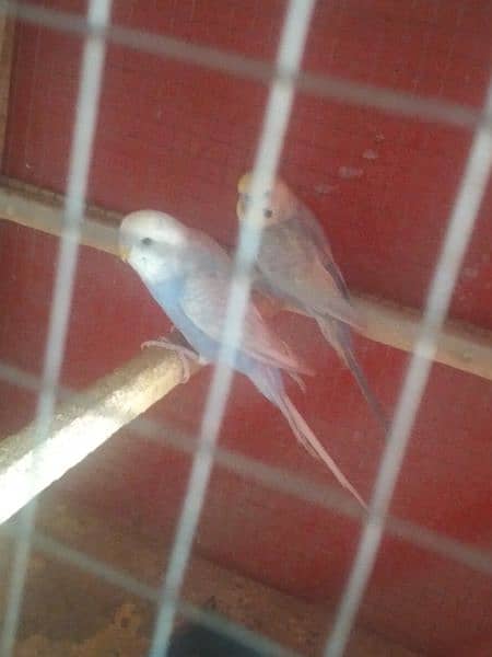 1 love bird female 1 Australian parrot pair and zebra finch  pair 2