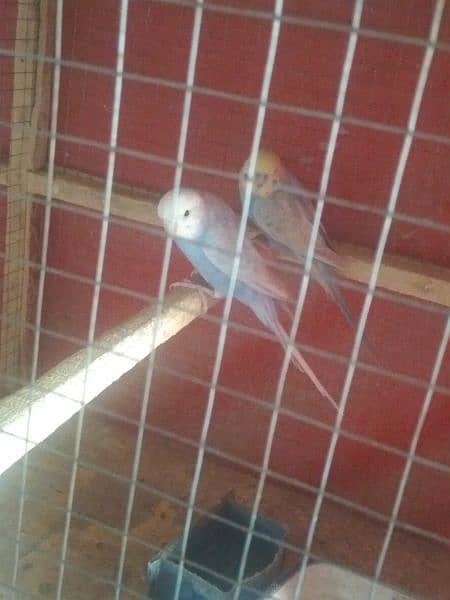 1 love bird female 1 Australian parrot pair and zebra finch  pair 3