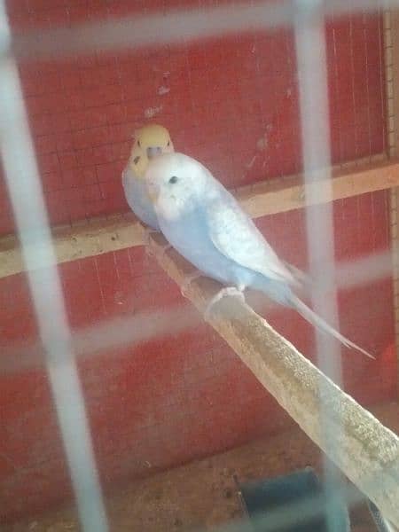 1 love bird female 1 Australian parrot pair and zebra finch  pair 5