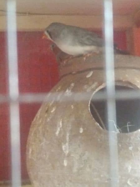 1 love bird female 1 Australian parrot pair and zebra finch  pair 6