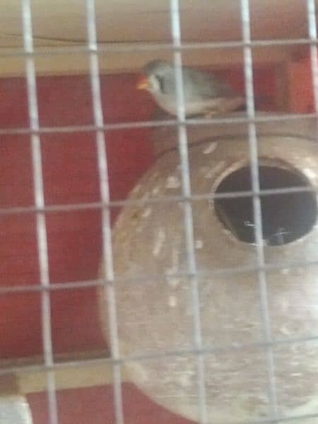 1 love bird female 1 Australian parrot pair and zebra finch  pair 7