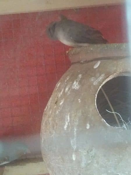 1 love bird female 1 Australian parrot pair and zebra finch  pair 8