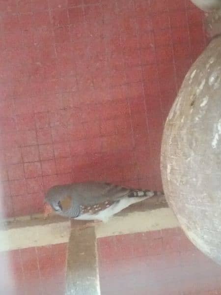 1 love bird female 1 Australian parrot pair and zebra finch  pair 9